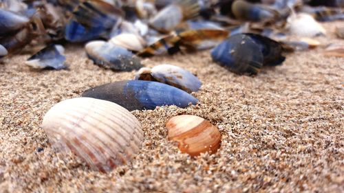 Close-up of seashells on beach