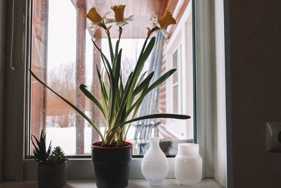 Potted plants on window sill at home