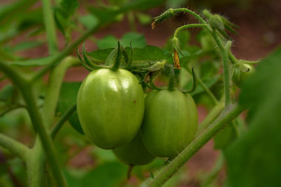 Close-up of fruits growing on tree