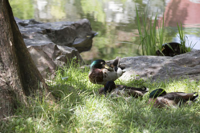 Ducks in a field