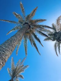 Low angle view of coconut palm tree against clear blue sky