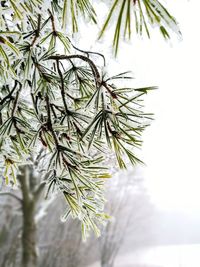 Close-up of pine tree branch during winter