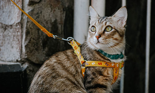 Portrait of cat sitting outdoors