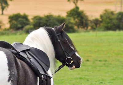 Horse standing on field