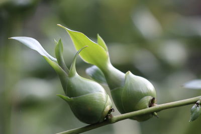Close-up of flowering plant