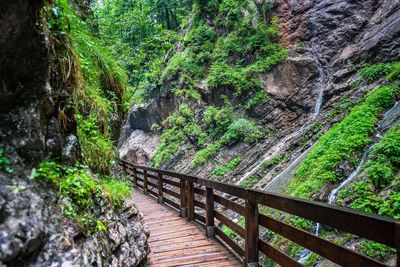 Footbridge amidst trees in forest
