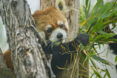 Close-up portrait of red panda in tree