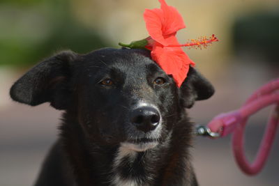 Close-up portrait of a dog