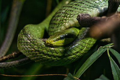 Close-up of lizard on tree