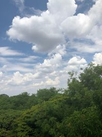 Low angle view of trees against sky