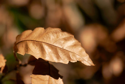 Close-up of dried leaves