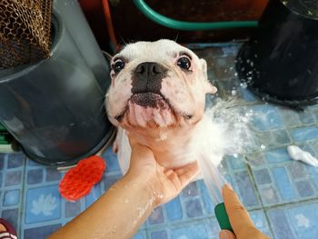 White frenc bulldog victims are taking a shower.