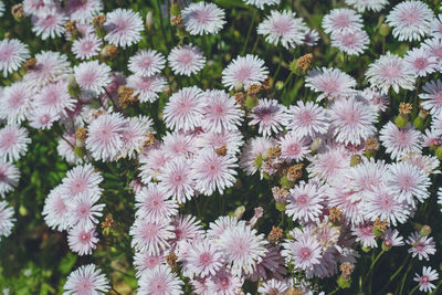 Daisy flower garden - spring april at uminonakamichi seaside park, fukuoka prefecture