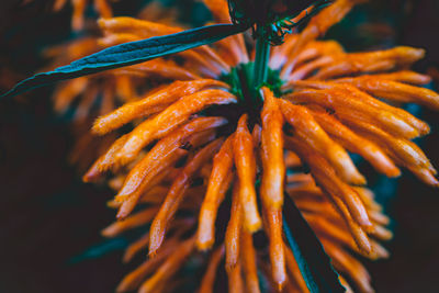 Close-up of orange flowering plant