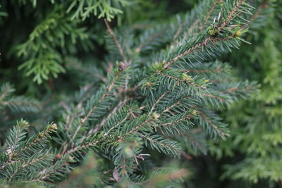 Close-up of pine tree leaves