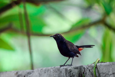 Indian robin perching on retaining wall