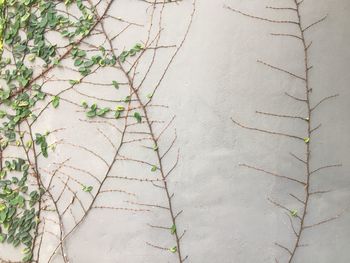 Full frame shot of ivy growing on footpath