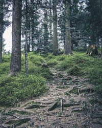 Trees growing in forest