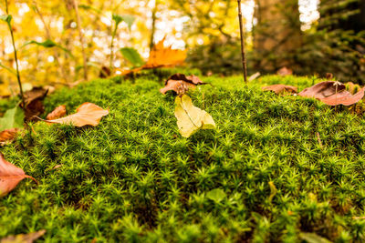 Autumn leaves on field