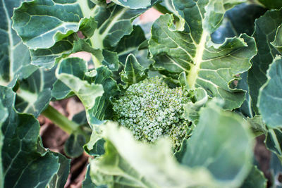 High angle view of vegetables on plant