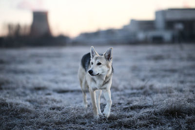 Portrait of dog standing on field