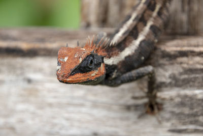 Close-up of lizard on wood