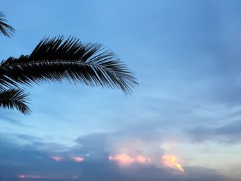 Low angle view of palm tree against sky