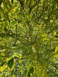 Low angle view of tree