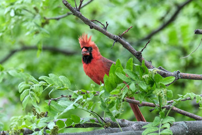 Bird perching on branch