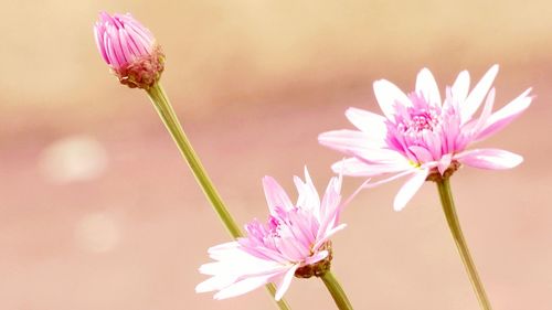 Close-up of pink flowers blooming in garden