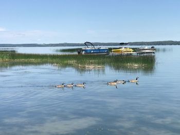 Ducks swimming in lake