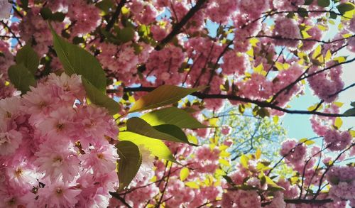 Low angle view of pink flowers blooming on tree