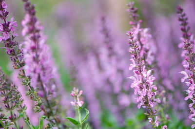 Close-up of purple flowering plants on field