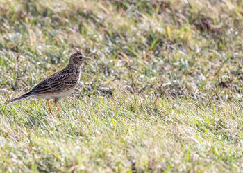 Close-up of bird on field