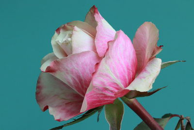 Close-up of pink rose