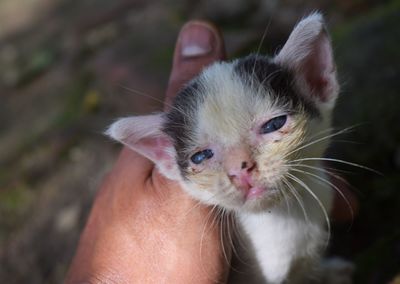 Cropped image of hand holding kitten