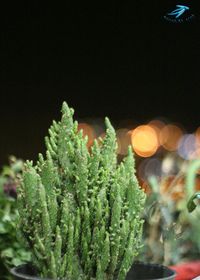 Close-up of illuminated plants at night