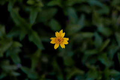 Close-up of yellow flowering plant