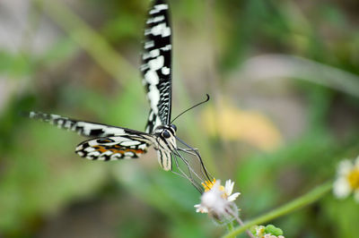 Close-up of butterfly on flower