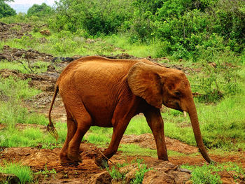 Elephant standing in a field