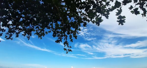 Low angle view of silhouette tree against sky