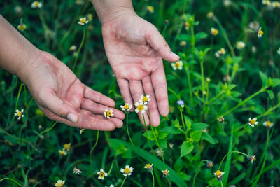 Cropped hands touching flowers