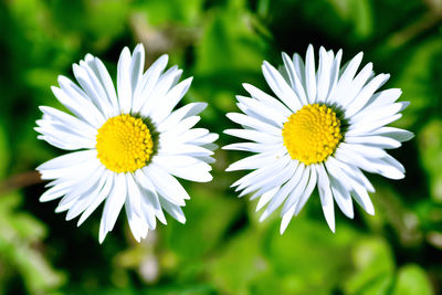 Close-up of daisy flowers