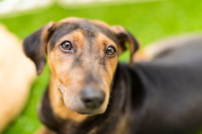 Close-up portrait of dog