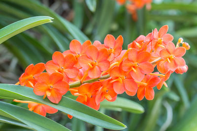 Close-up of orange flowering plant