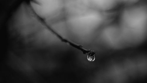 Close-up of water drops on spider web