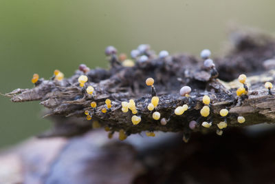 Close-up of yellow flowering plant