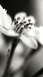 Close-up of flower against blurred background