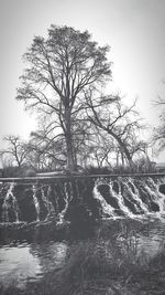 Bare tree in forest against sky