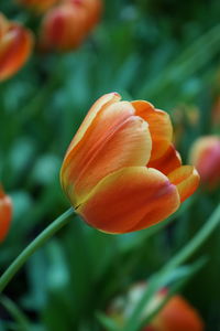 Close-up of orange flowering plant